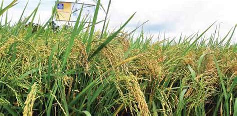 Getting to know Yara’s Premium Crop Nutrition Solutions.